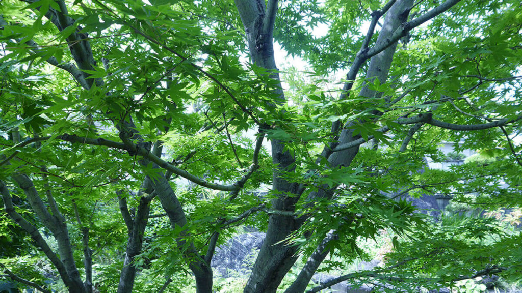 龜樂（気楽・きらく）の提供する癒しの空間